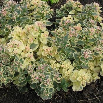 Очиток Sedum SunSparkler® ‘Lime Twister’